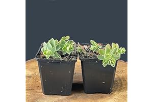 INTRAGARTEN GMBH Euphorbia myrsinites/Walzen-Wolfsmilch