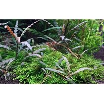 Planta De Acuario Hygrophila Pinnatifida - Planta De Tallo Enraizada, 15-30 Cm | Decoración Acuática Fácil De Cuidar