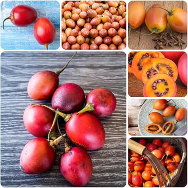 5 Samen Jujube Fruit, Jujubier, Zee-Pen, Zi, Ziben, Zizyphus, Natürlich, Nicht GMO 5 Samen Jujube Fruit, Jujubier, Zee-Pen, Zi, Ziben, Zizyphus, Natürlich, Nicht GMO