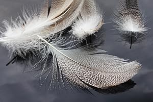 Tigofly 30 pcs/lot Natural Barred Mallard Duck Flank Feathers Wild Goose Hair Wings Tails Streamers Fly Tying Materials