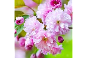 GardenersDream Prunus 'Kanzan' Plant - Ornamental Japanese Cherry Blossom Tree - Outdoor Garden Ready Large Plant - Outdoor Flowering Shrub for Garden (5-6ft incl. 12L Pot)