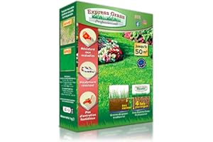 Gazon Express Professionnel - Fiable, résistant froid et chaleur - Germination ultra rapide et dense (10 jours) - Tout type de climat (1 boites - 50M²)…