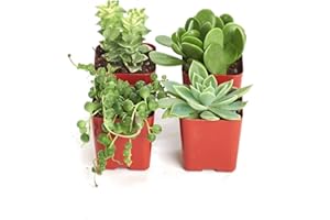 TODOCACTUS Pack de 4 Plantas Crasas Variadas Suculentas Decorativas 5cm Maceta