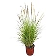 Garden Art Green Fountain Grass Pennisetum setaceum Beautiful Hedge Ntural Live Plants Outdoor House Plants In Nursery Grower's Bag/Pots(Pack of 1 Healthy Live Plant)