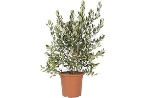 Kentis - Feijoa Acca Sellowiana Autofertile - Vraies Plantes Fruitières - Plantes d'Extérieur - H 80-100 cm Pot Ø 24 cm