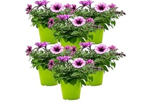 FIORI COMMESTIBILI BIO Petunia in varietà (6 PIANTE) - Fiori NON commestibili - Azienda agricola Carmazzi