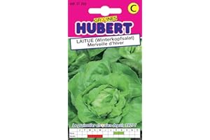 GRAINES HUBERT SEMENCES & ENGRAIS MAIROL Graines de Laitue Merveille d'hiver - 3 grammes