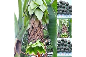TROPICAL-SEEDS Musa Ensete glaucum - 10 Samen -Schneebanane - frosthart !!