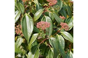 BRKENT 30 semi di cannella Semi di cannella Piante perenni Hardy Erbe da cucina perenni Piante di erbe di cannella organiche Piante resistenti per giardino Semi di erbe selvatiche