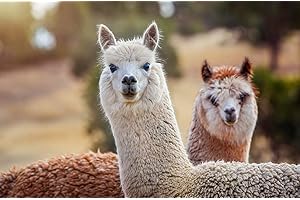 ‎MYDAYS mydays Geschenkgutschein: Alpaka Wanderung