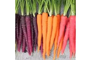 Benoon Semillas De Zanahoria, 500 Piezas/Bolsa Semillas De Zanahoria No OGM Lleno De Carbohidratos Semillas De Reliquia Fantásticas Mezcladas De Colores Crujientes Para Patio Semillas de zanahoria
