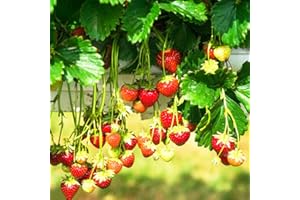 WJKWY-Q Erdbeerpflanzen MehrjäHrig Winterhart Erdbeeren Samen Erdbeere Erdbeer Pflanzen Erdbeersamen Balkon Bio Obst Saatgut Gartengeschenke Historische Samen Seltene KräUterpflanzen Stauden 400Stück