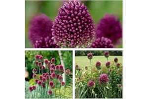 HUMPHREYS GARDEN Allium Sphaerocephalon Drumstick x 100 Flower Bulbs Size 4/5 Pretty Spring Flowers
