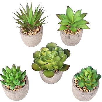 Set 3 Piante Grasse Vere Euphorbia In Vaso 6,5 Cm - Collezione Giromagi, Made In Italy, Regalo Verde - 4