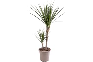 GARDENERSDREAM Dragon Tree Large Indoor House Plant Real Evergreen Tall Exotic Big Rare Plants (70-80cm (Incl. Pot))