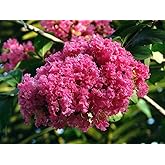 50 Jupiter Tree Seeds (Lagerstroemia indica)