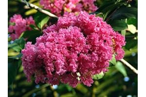 TU PROPIO JARDÍN 50 Semillas de Arbol de Jupiter (Lagerstroemia indica)