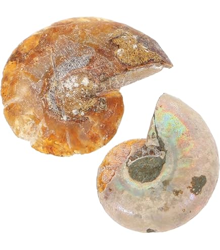 Iridescent Ammonite Ammolite Facet Specimen Spotted Snail Fossil