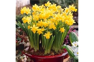 YouGarden Narcissus 'Tete a Tete' Daffodil Bulbs, Pack of 100 Bulbs, Ready to Plant for Early Spring Daffodil Flowers