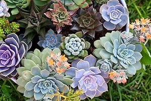 GROW YOUR SECRET GARDEN Aeonium Mixed Varieties 20 Seeds
