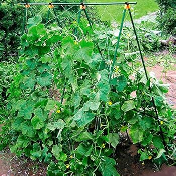 Beckmann KG RAN Ranknetz: Amazon.de: Garten