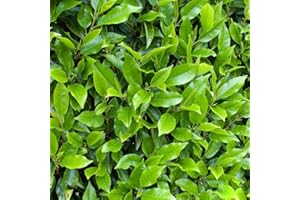 GARDENERSDREAM Prunus lusitanica 'Myrtifolia' | Portuguese Laurel | Garden Tree | 5-6ft