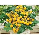 Balkontomate - Buschtomate - gelbe Cherry - Windowbox yellow - 20 Samen