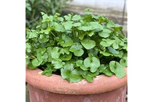 Wasabi Plug Plants. 'Mephisto Green'. Hot Japanese Mustard. Spicy. Extra Large Plug Plants x 6. Available from Bedwen Plants.