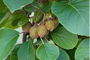 PILLE BAUMSCHULEN selbstfruchtende Kiwi Jenny Kiwibaum 60-100 cm Actinidia Obstbaum Rarität Kiwi Pflanze winterhart