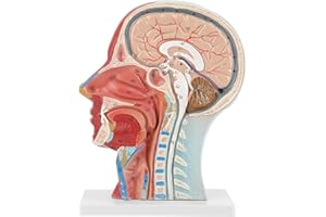 LENTLY Modèle de Tête Médicale Anatomique, Modèle Anatomique Humain pour Moitié de Tête et Visage, 27 x 20 x 10cm du Cerveau et du Cou avec Structures Musculaires et Vasculaires D'anatomie Interne Très