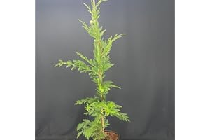 INTRAGARTEN GMBH Leyland Zypresse von Intragarten immegrüne Bastardzypresse 130-160 cm im Topf