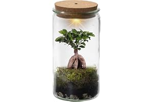 vdvelde.com - Mini Bonsai Weck Glas - Ecoworld Flaschengarten mit Bonsai im Glas - Pflanzen Terrarium Glas Ø 11 cm ↥ 21 cm - Mini Ökosystem mit Licht
