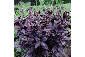 THE SEED SHED Basil Opal Red Leaved Seeds – Aromatic Herb for Cooking, Salads & Garnishes – Fresh Herbs All Year Round – for Your Kitchen Garden