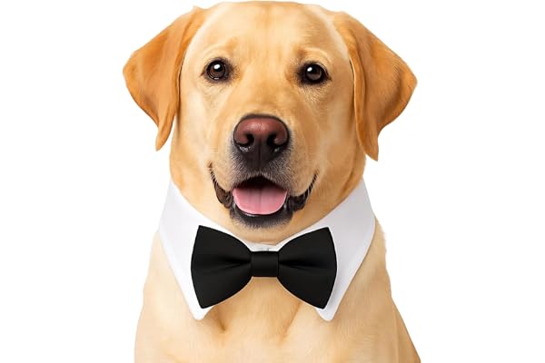 Buraq Luxury Dog Bow Tie Collar Adjustable Dog Tuxedo Necktie White Shirt Collar, Premium Black Bow for Small & Medium Dogs Weddings, Birthdays & Parties (White, XL)