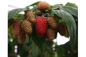 PRGA 1 PIANTA di Lampone Rosso Amira VARIETA' Molto PRECOCE