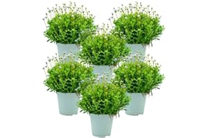 FIORI COMMESTIBILI BIO Agatea (6 PIANTE) - Fiori NON commestibili - Azienda agricola Carmazzi