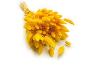 ~ 150 Dried Rabbit Tail Grass - (Lagurus) - Yellow