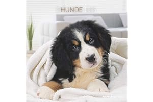 ALPHA-EDITION Hunde 2024 - Broschürenkalender 30x30 cm (30x60 geöffnet) - Kalender mit Platz für Notizen - Dogs - Bildkalender - Wandkalender - Hundekalender