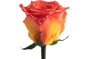 ‎ROSEMARIE SCHULZ HEIDELBERG ROSEMARIE SCHULZ Heidelberg Infinity Rose Orange - ewig blühende Rose mit Rosenduft für besondere Anlässe und als besonderes Geschenk – Rosen mit Duft in Blumenbox (Orange)