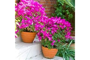 VIVAIO SANTABERNADETTA Pianta vera rampicante fiorita BOUGAINVILLEA BOUGANVILLEA FUCSIA RAMPICANTE PIRAMIDALE