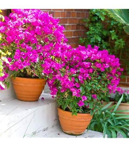 POWERS TO FLOWERS - BOUNGAVILLEA ALBERELLO VASO 17CM, pianta vera - Powers to flowers - piante e fiori