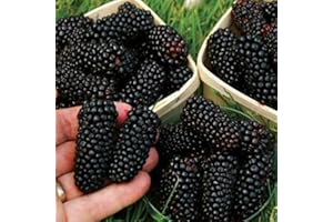 LAMPHLE Semillas de frutas, 100 piezas Árbol Semillas de zarzamora Semillas de kiwi Semillas de frambuesa Semillas de fresa Semillas de frutas No GMO Gigantes Frutas Pequeñas plantas jugosas Semillas F Sem