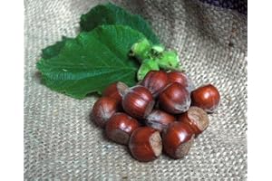 Naturix24 – Hasselnötter i skålen – 500 g påse