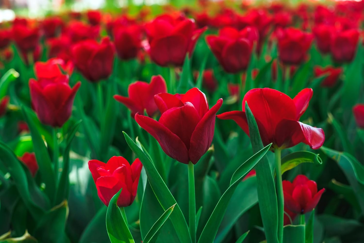 Lincolnshire Pond Plants Ltd - Tulipa Couleur Cardinal Plant Bulb x10
