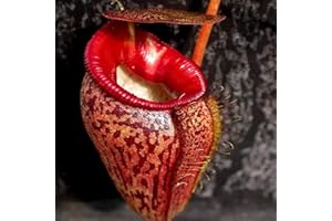 Benoon 100 Stück Krug pflanzens amen, fleisch fressende Nepenthes-Samen hohe Keimung exotische frische fleisch fressende Nepenthes-Samen für den Hof rot