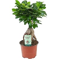 Ficus microcarpa Ginseng | Bonsai Baum | Indoor Zimmerpflanzen | Höhe 30-35cm | Topf-Ø 12cm
