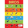 Birds Chart - Early Learning Educational Chart For Kids: Perfect For Homeschooling, Kindergarten and Nursery Students (11.5 Inches X 17.5 Inches) Perfect Paperback by Wonder House Books