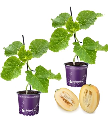 Purgrn Bio-Melonen-Dnger 1 Liter  Organische Rezeptur   Premium-Flssigdnger  NPK 4+1+7  Mit Algenextrakt & Vinasse  Extra  Kalium fr groe, se Melonen  Ohne tierische Inhaltsstoffe : Amazon.de:  Garten
