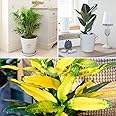 You Garden - Evergeen Indoor House Plant Collection, 3, 4 & 6 Plant Collections in 12cm Pots, Easy to Grow & Easy to Care Plants - Plants for Home Décor (3 Plant Collection)
