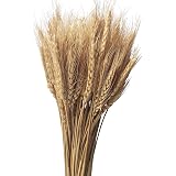 100 Spighe Di Grano Secco Naturali Lunghe 45 Cm – Fiori Secchi Color Oro Per Decorazioni Autunnali, Matrimoni, Centrotavola E Composizioni Fai Da Te